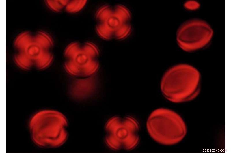 Revolutionary Breakthrough: Confined Liquid Crystals Enable Next‑Gen Sensor Development