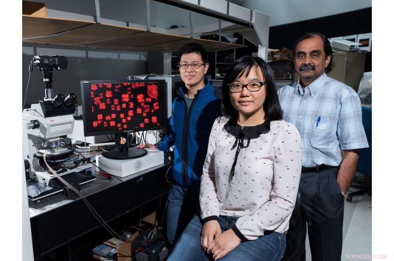 Revolutionary Breakthrough: Confined Liquid Crystals Enable Next‑Gen Sensor Development