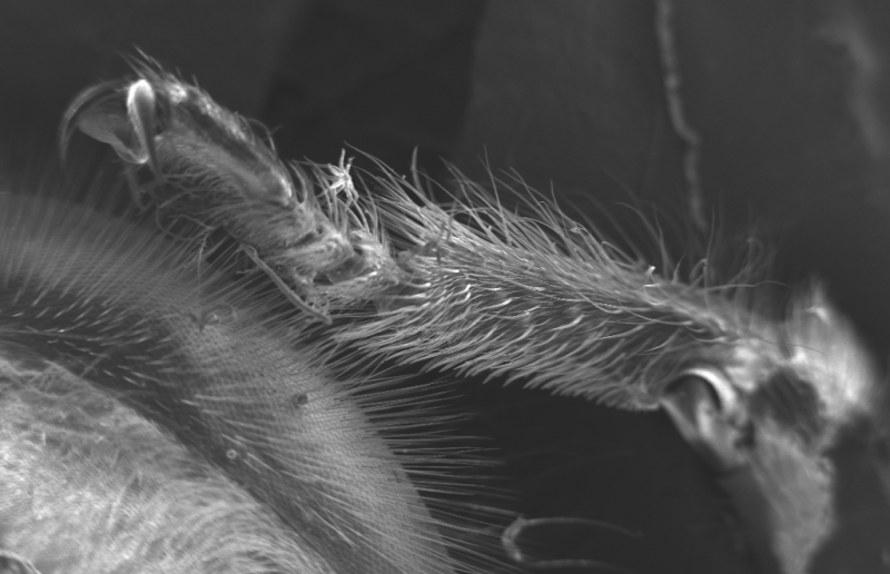 How Honeybee Hair Spacing Enables Self‑Cleaning During Pollination: A Quantitative Study