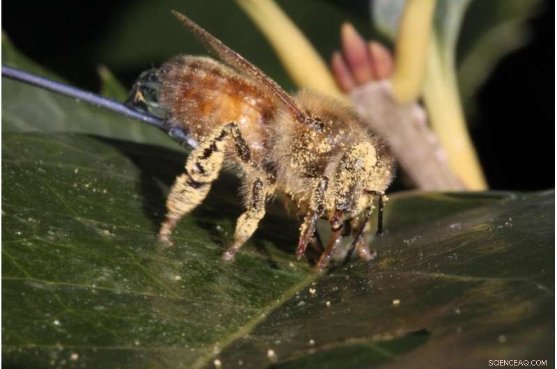 How Honeybee Hair Spacing Enables Self‑Cleaning During Pollination: A Quantitative Study
