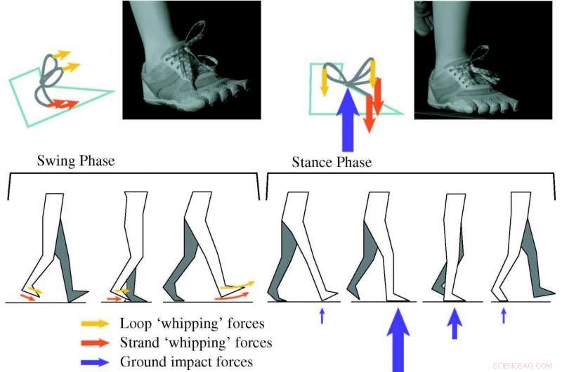 Why Your Shoelaces Untie: UC Berkeley Study Reveals the Physics Behind It