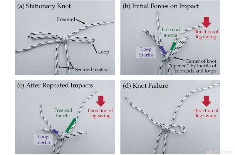 Why Your Shoelaces Untie: UC Berkeley Study Reveals the Physics Behind It