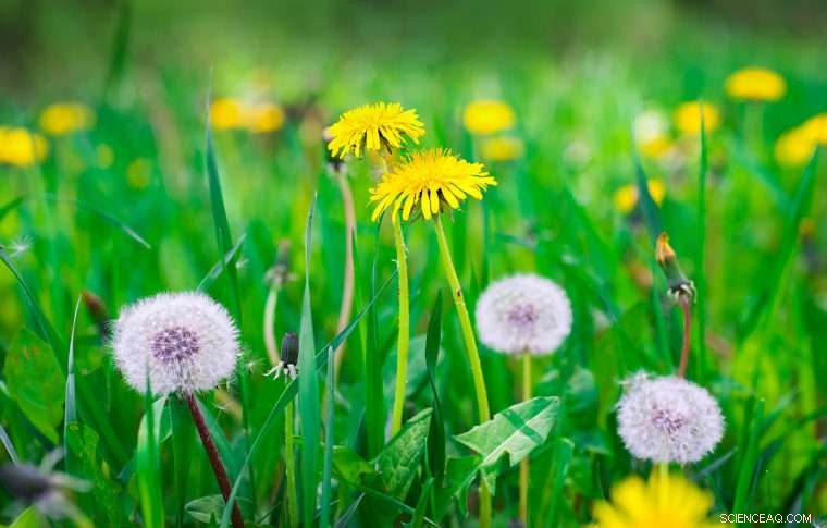 Dandelion Seeds Serve as Precise Pipettes in Lab Research