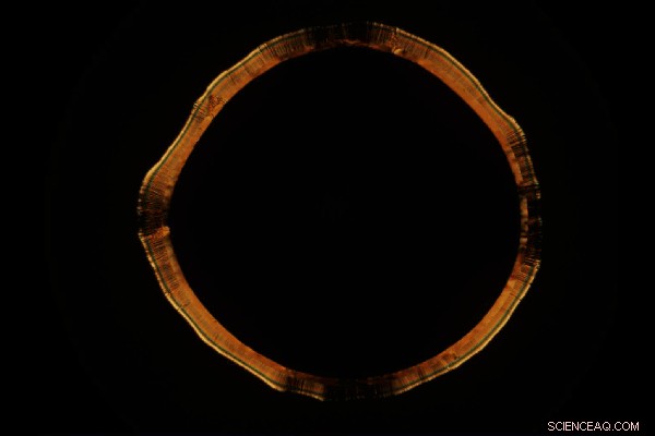 New Study Reveals How Drying Liquid Crystal Droplets Form Unusual Coffee Rings