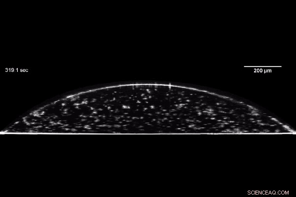 New Study Reveals How Drying Liquid Crystal Droplets Form Unusual Coffee Rings