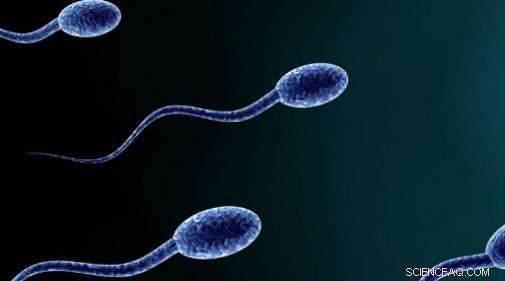 New Study Reveals How Sperm Tails Use Elastic Springs for Efficient Propulsion