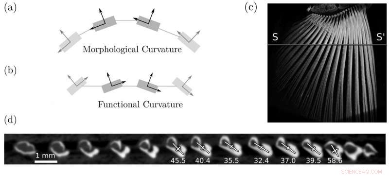 How Curved Fins Boost Fish Strength—Insights from Pizza-Like Geometry