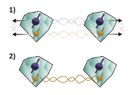 Quantum Internet Advances: Breakthrough in Entanglement Distillation