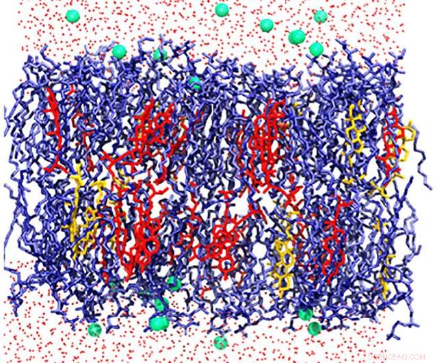 Soybean Membrane Model Reveals Lipid Clustering in Cell Plasma Membrane
