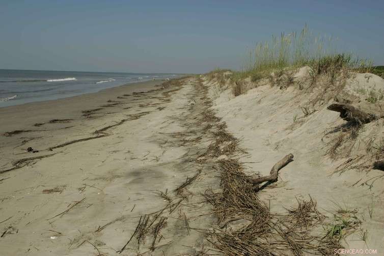 Build the Perfect Sandcastle: Science-Backed Tips for Durable Beach Sculptures