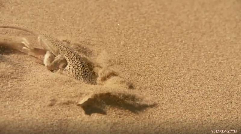How Desert Lizards Use Body Oscillations to Escape Scorching Sand
