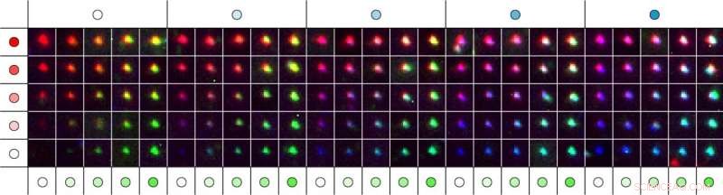 Self-Assembling, Color‑Tunable Reagents Enable Advanced Multiplexed Tagging and Microscopic Imaging