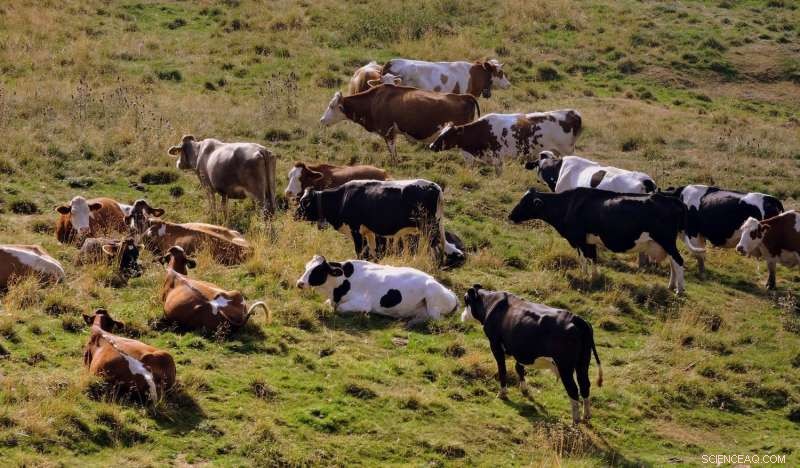 Cow Herd Dynamics: A Rich Source for Complex Systems Analysis