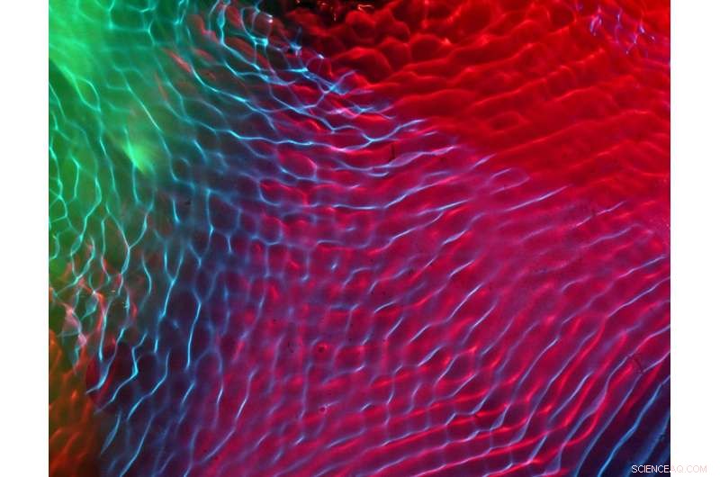 Century-Old Physics Mystery Solved by EPFL Researchers