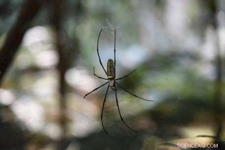How Spiders Avoid Chaos While Rappelling: The Science of Dragline Silk