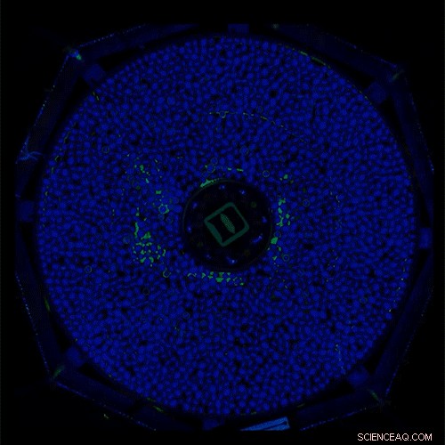 Real-Time Observation of Solid-to-Liquid Transitions in Granular Materials