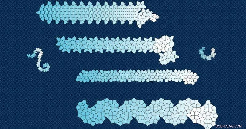 New Study Reveals Universal Physical Principle Behind Protein Fiber Formation