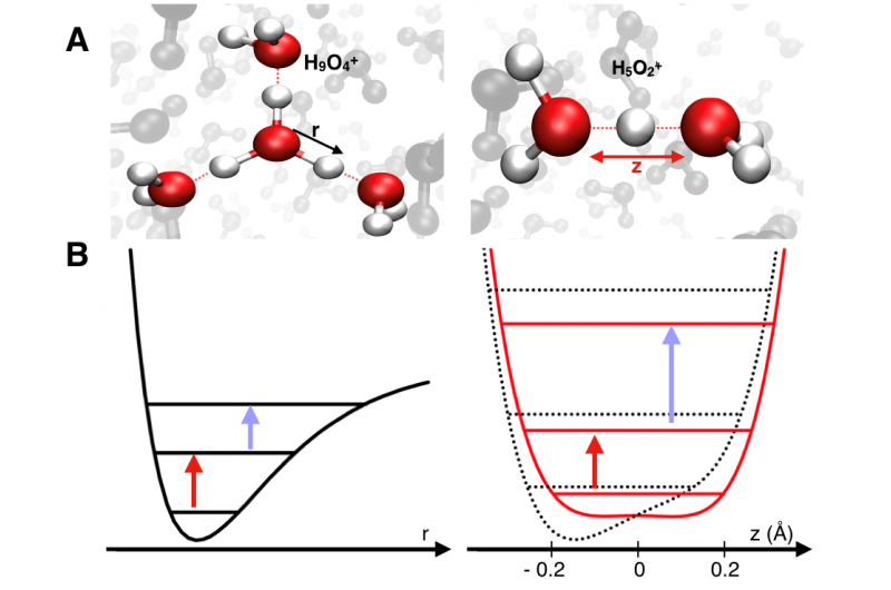 Ultrafast Dynamics and Transient Structures in Proton Hydration
