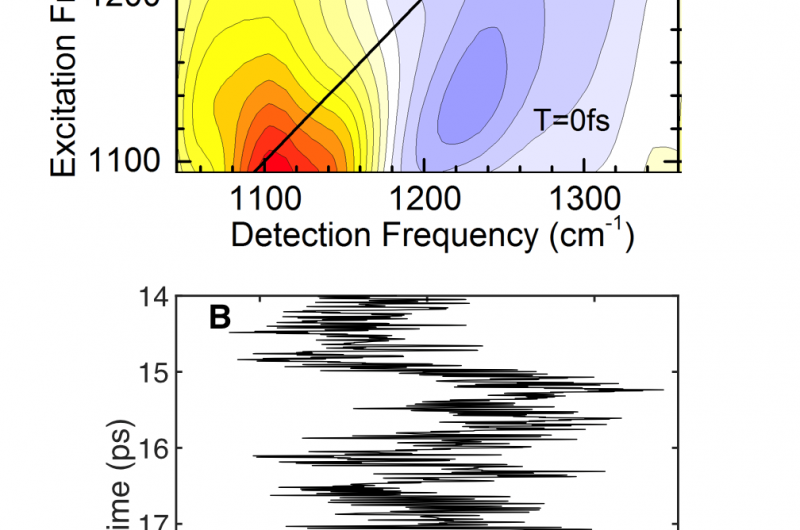 Ultrafast Dynamics and Transient Structures in Proton Hydration