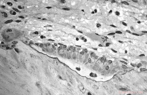 Cellular Networking Drives Bone Formation and Impacts Osteoporosis Research