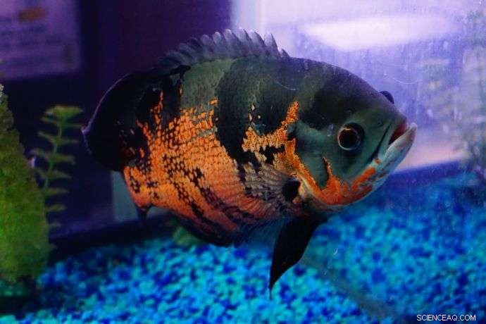 Robotics Meets Information Theory to Decode Predator‑Prey Dynamics