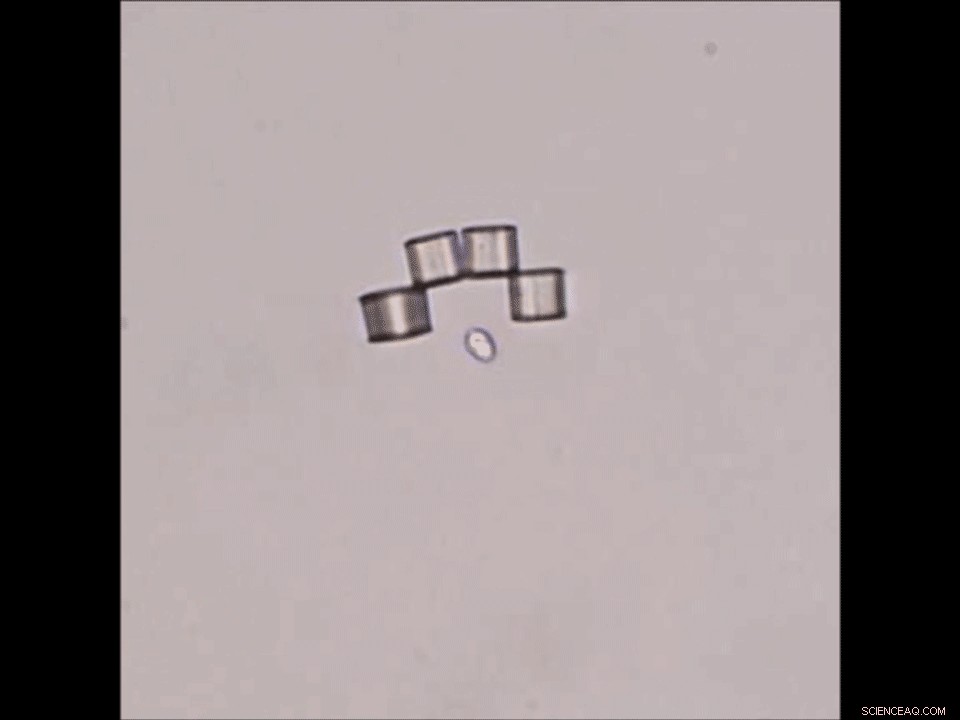 Origami Microbots Capture and Transport Single Cells