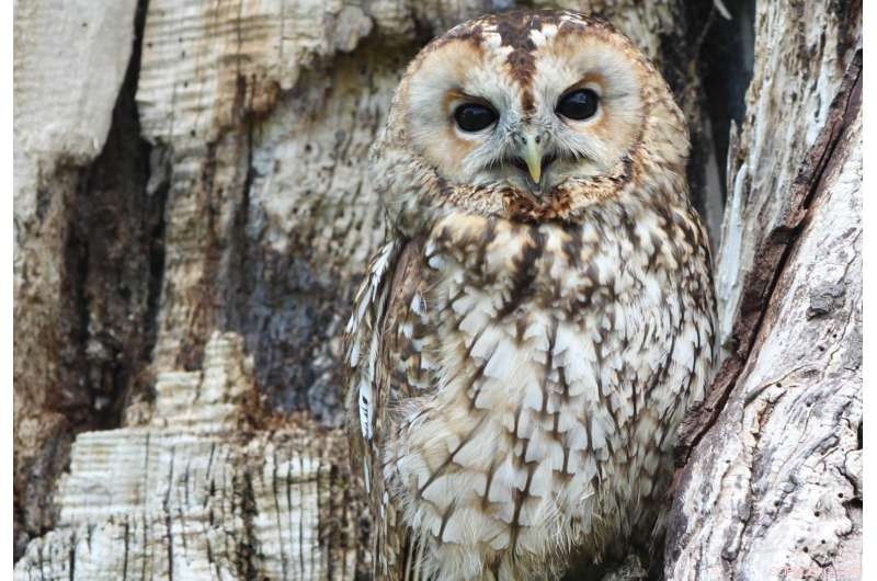 Scientists Edge Closer to Realizing Visible-Light Invisibility Cloak