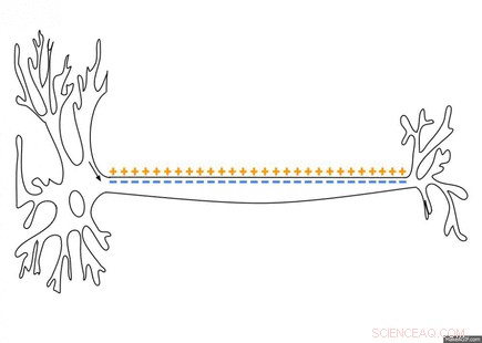Pure Optical Spike Detection: The Future of Brain‑Machine Interfaces