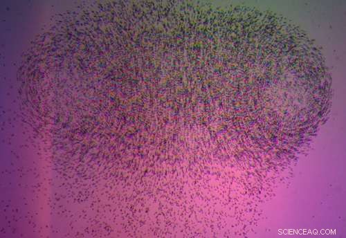 Revolutionary 3D Particle Tracking: Low-Cost Smartphone App by KAUST