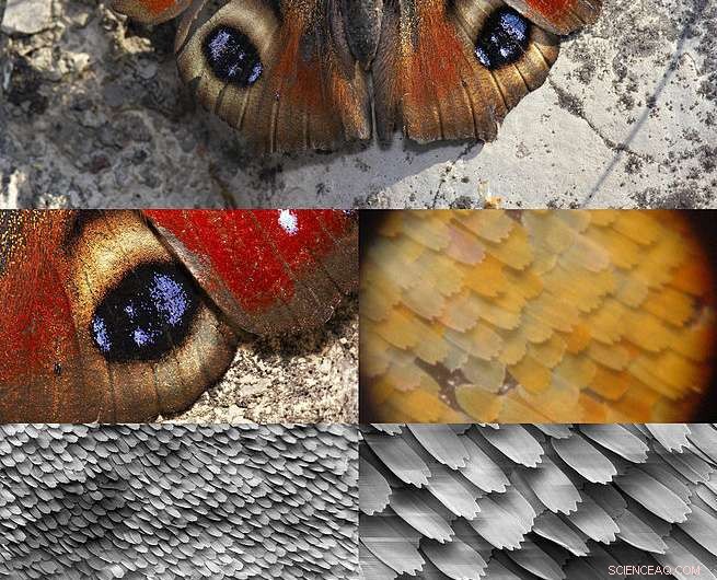 Scientists Design Ultra-Thin, Bioinspired Optical Components with Full Control