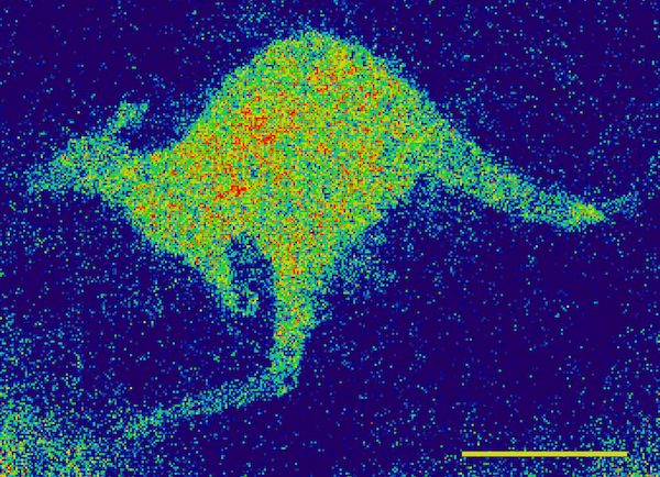 New Nano-Scale Imaging Tool Reveals Living Cells with Unprecedented Detail