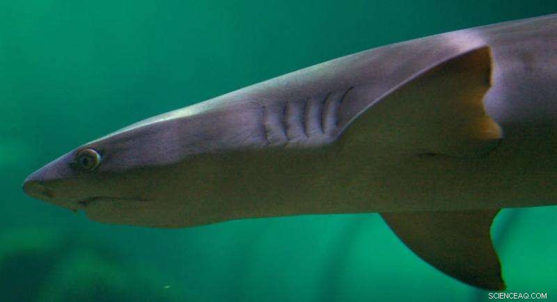 Researchers Show Objects Sink in Water with Zero Drag Using Hydrodynamic Innovation