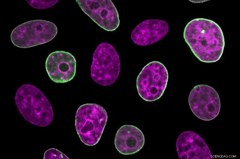 Scientists Unveil an Intrinsic Cellular Clock in Living Human Cells
