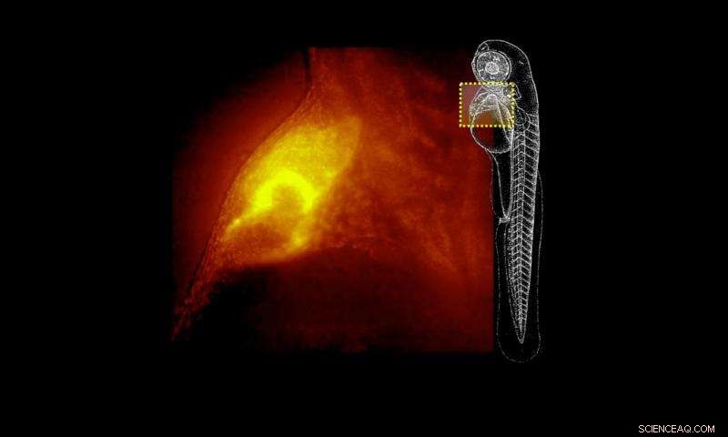 UC3M Researchers unveil Ultra‑Fast 3D Microscope for Real‑Time Live Imaging