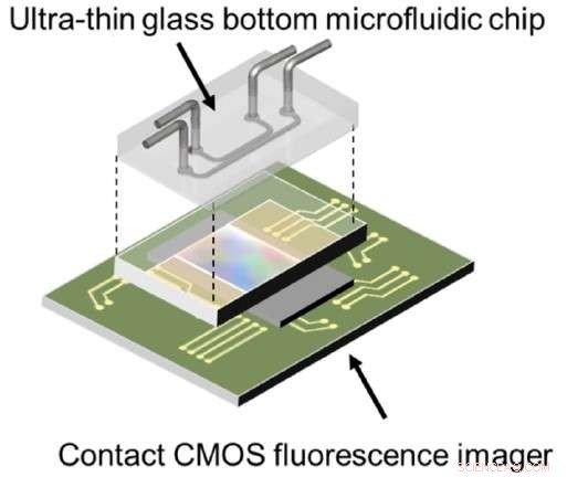 Rapid, Fully Automated Chip‑Based Platform for Live‑Cell Analysis