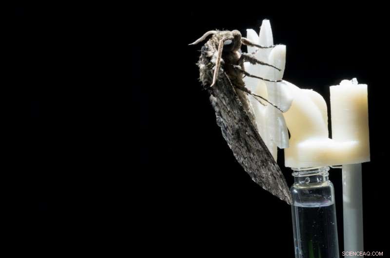 Roaches & Moths Reveal New Physics of Biological Motion