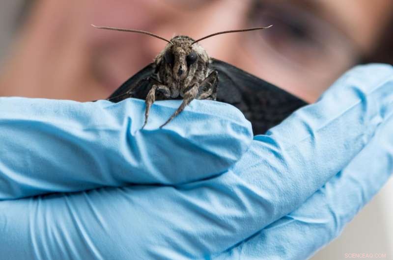 Roaches & Moths Reveal New Physics of Biological Motion