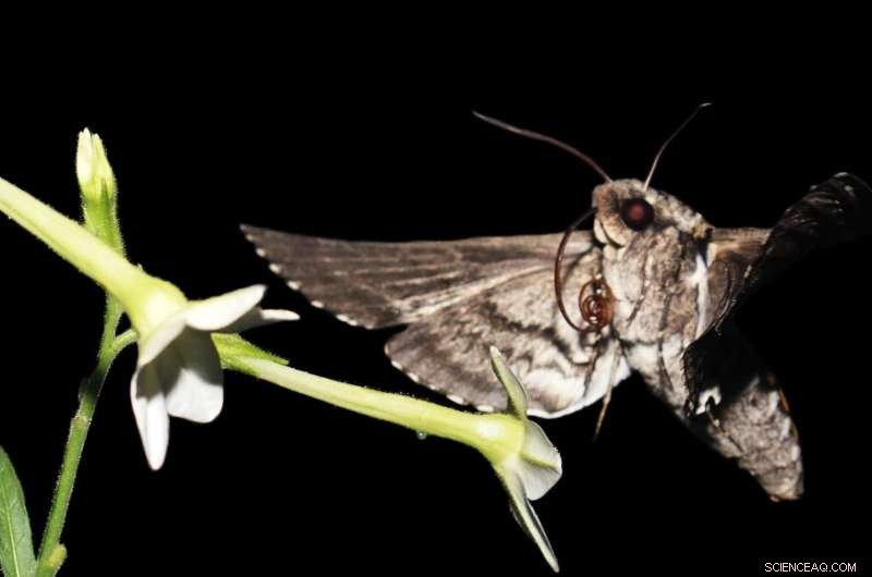 Roaches & Moths Reveal New Physics of Biological Motion
