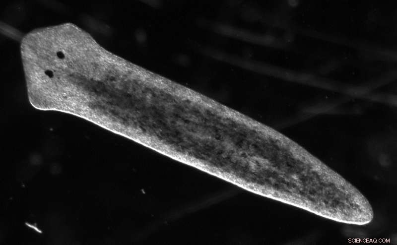 Scientists Reveal the Mechanism Behind Asexual Reproduction in Flatworms