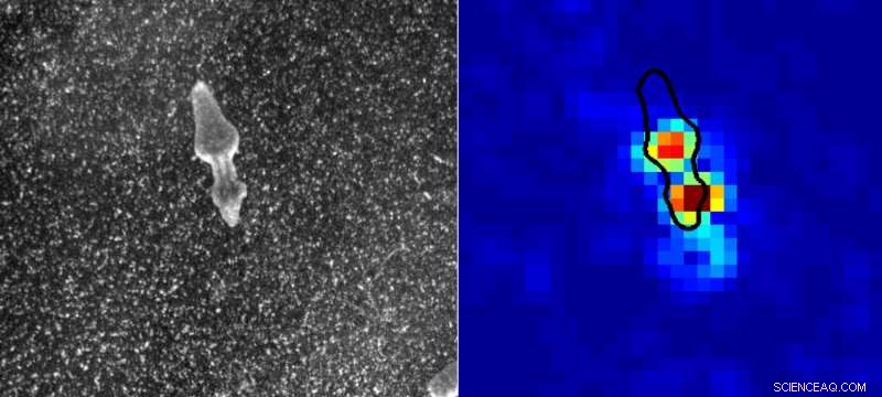 Scientists Reveal the Mechanism Behind Asexual Reproduction in Flatworms