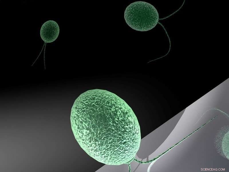 Light-Triggered Adhesion of Chlamydomonas: Surface Attachment Controlled by Light