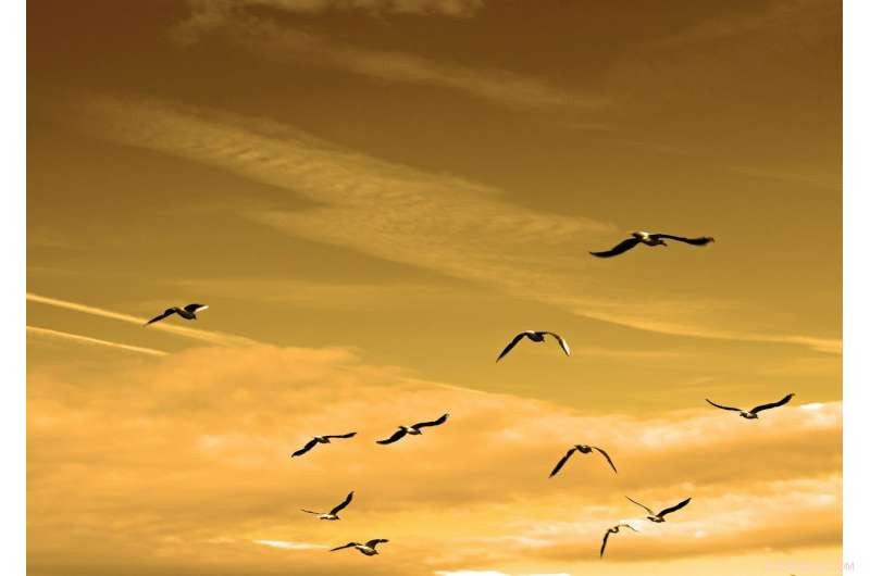 Computational Study Challenges New Theory of Birds  Magnetic Compass