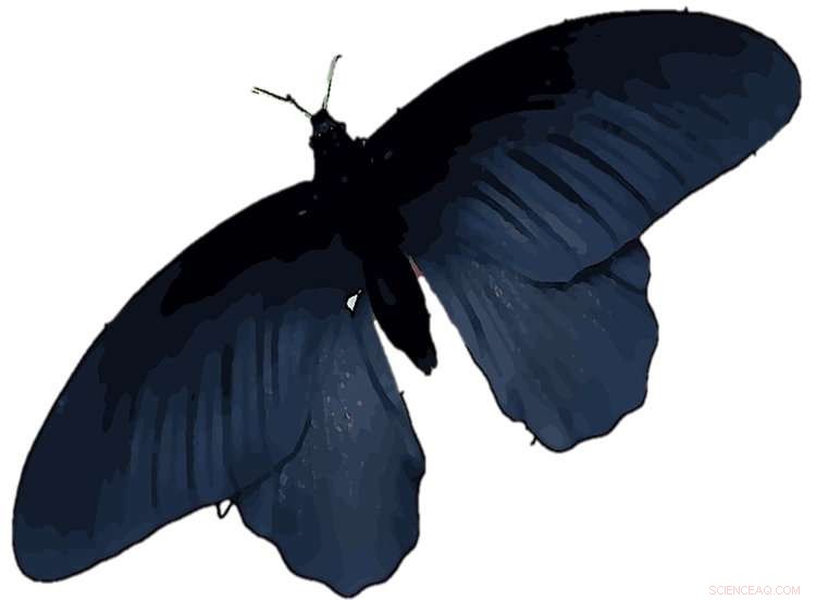 Mimicking Black Butterfly Wings Enhances Thin‑Film Solar Cell Efficiency