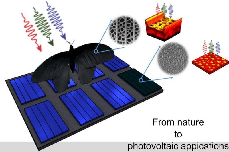 Mimicking Black Butterfly Wings Enhances Thin‑Film Solar Cell Efficiency