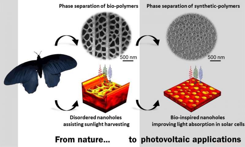 Mimicking Black Butterfly Wings Enhances Thin‑Film Solar Cell Efficiency