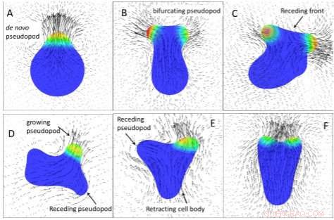 Unveiling How Pseudopod Protrusions Propel Amoeboid Cells in 3‑D Swimming