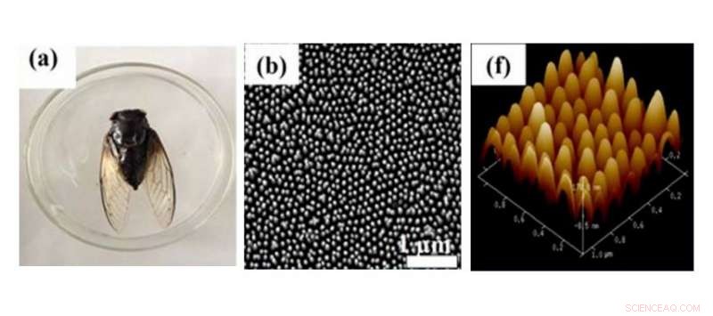 Cicada Wing Nanostructures Inspire Advanced Solar Cell Design