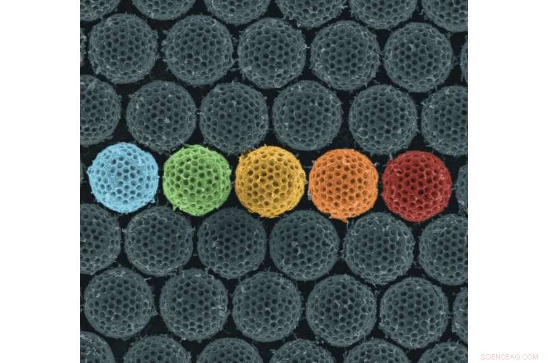 Synthetic Microspheres Mimic Insect Cloaking for Advanced Light‑Absorbing Coatings