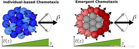 Specialized Cell Groups Excel at Tracking Chemical Gradients