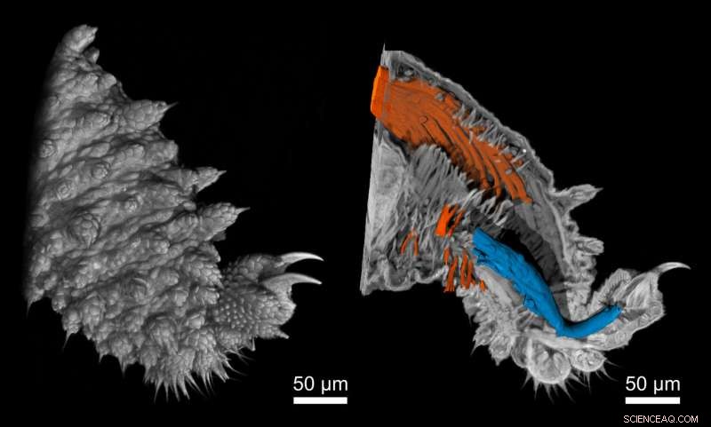 Revolutionary Nano‑CT Technology Produces Ultra‑High‑Resolution 3‑D X‑Rays of Velvet Worm Legs